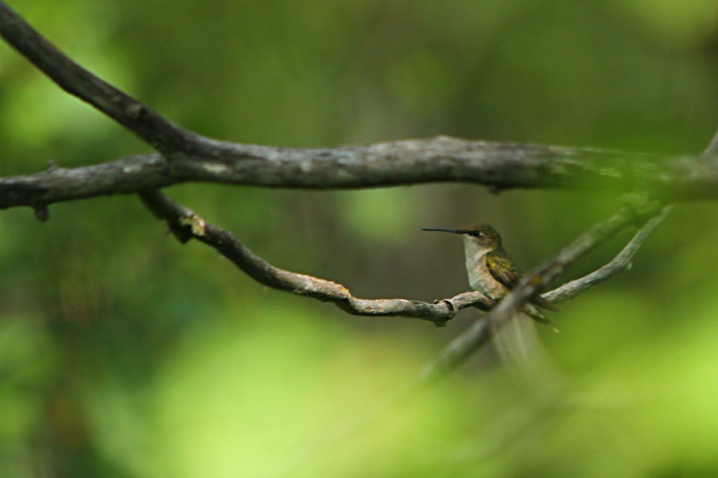 RT Hummingbird
