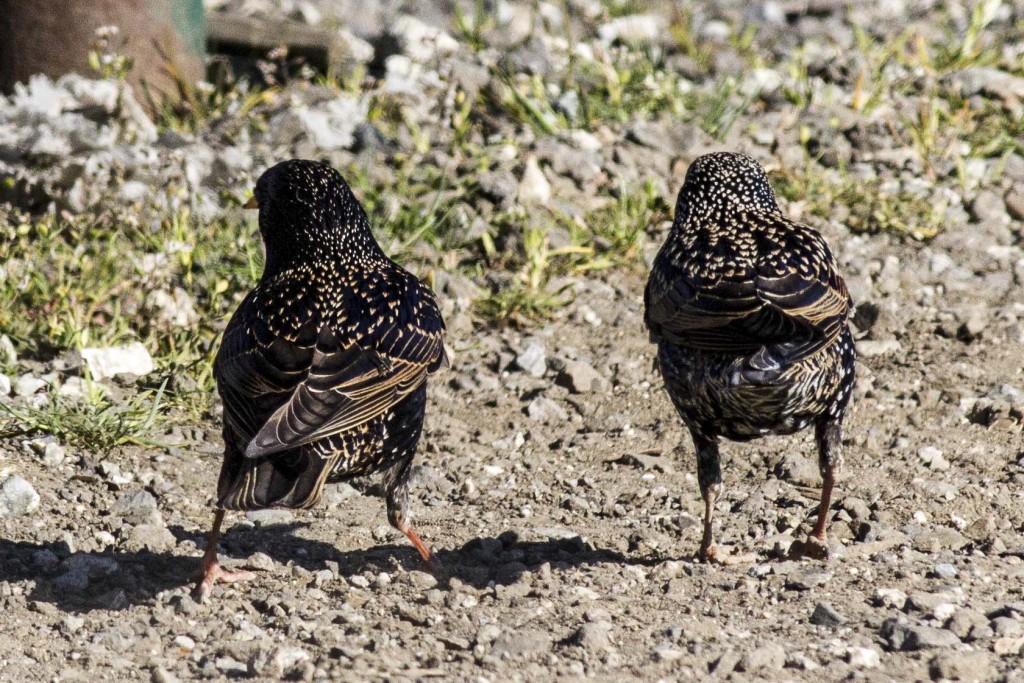 Starling Butts