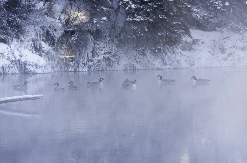 Canada Geese in the mist Pentax K-5 + Sigma 150-500@500mm 1/500sec., ƒ/8.0, ISO 1600