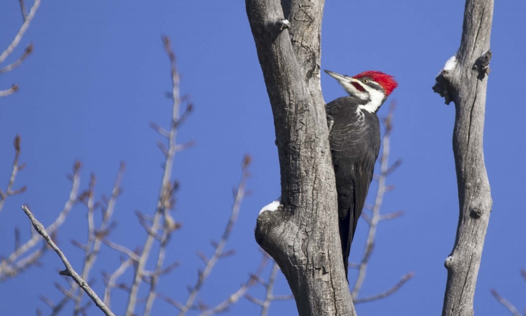 male Pileated Woodpecker Pentax K-5 + Sigma 150-500@500mm 1/1000sec., ƒ/6.3, ISO 320