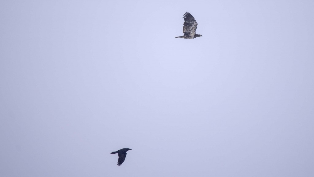 immature Bald Eagle and Common Raven Pentax K-5 + Sigma 150-500@500mm 1/500sec., ƒ/6.3, ISO 200
