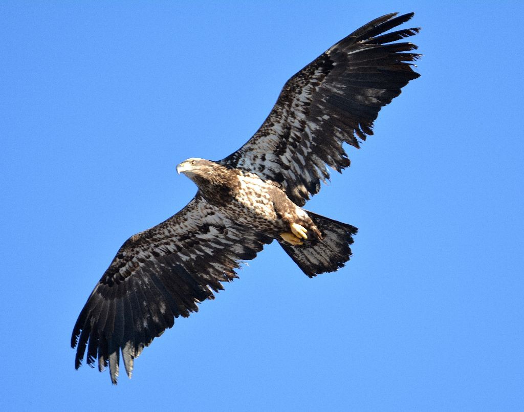 Bald Eagle juvenile