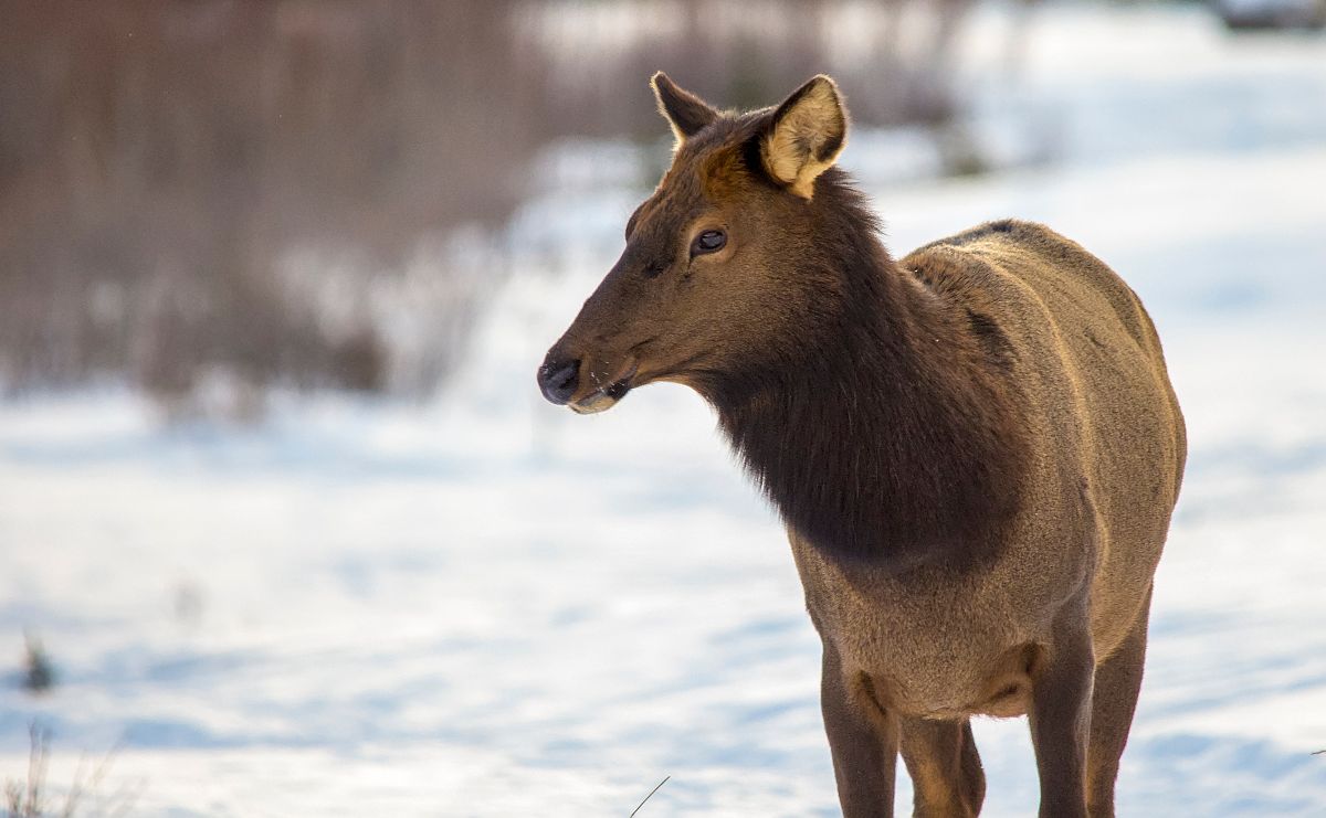female Elk