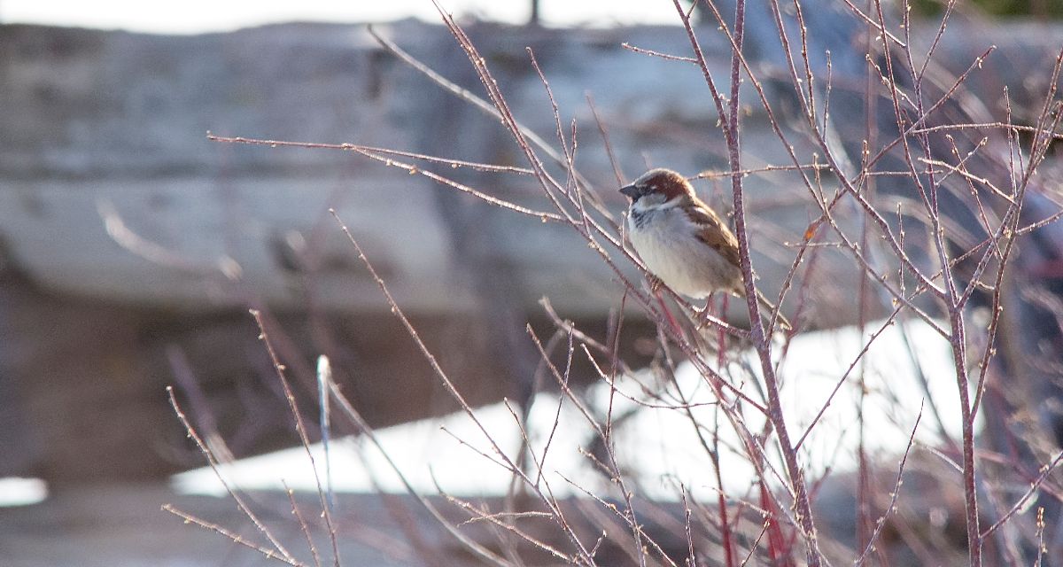 male House Sparrow