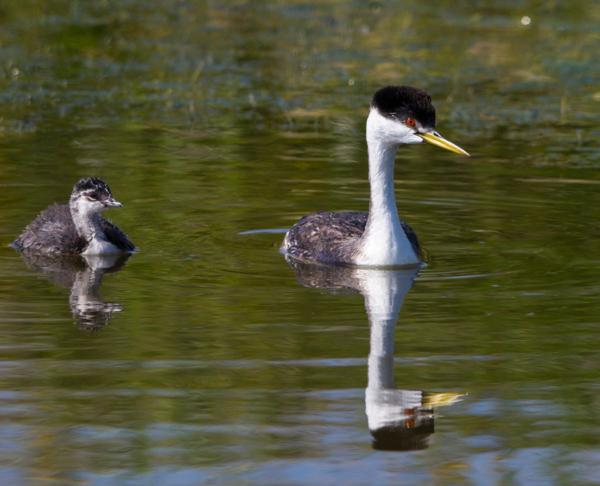 grebe with chick
