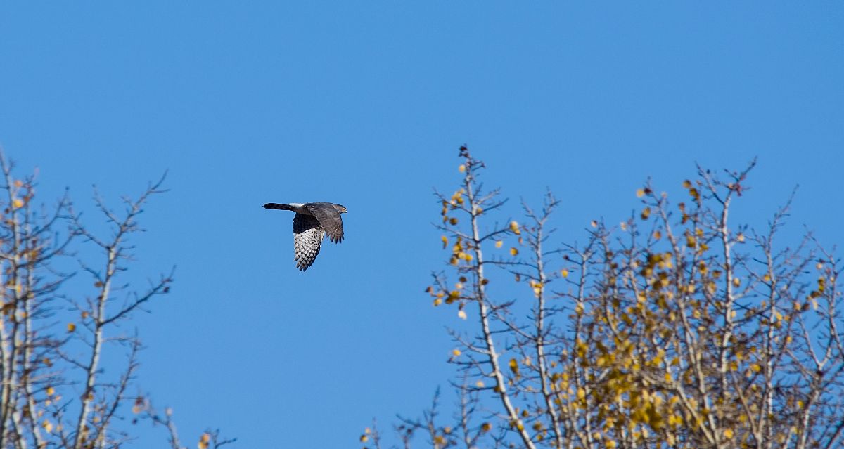 Cooper's Hawk in flight