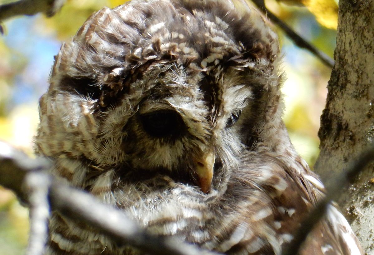 barred-owl-3