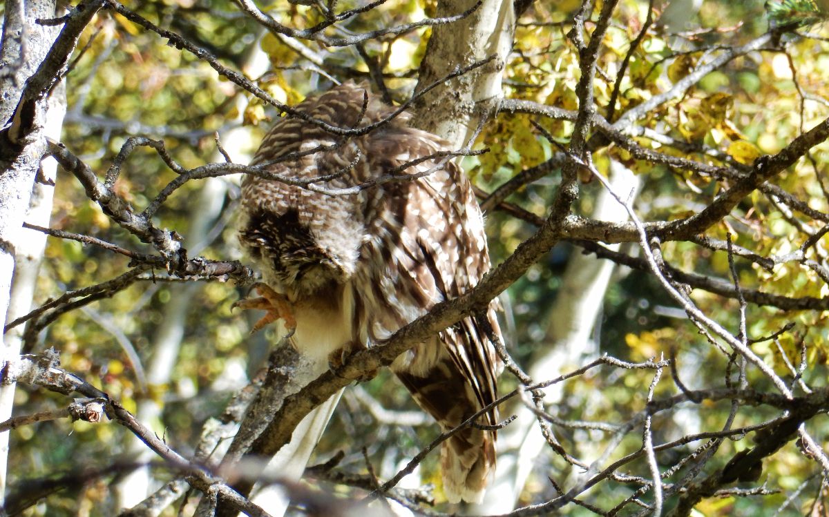 barred-owl-grooming