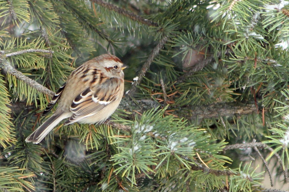 tree-sparrow