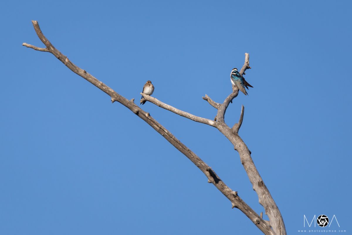 Tree swallow and Northern rough-winged swallow