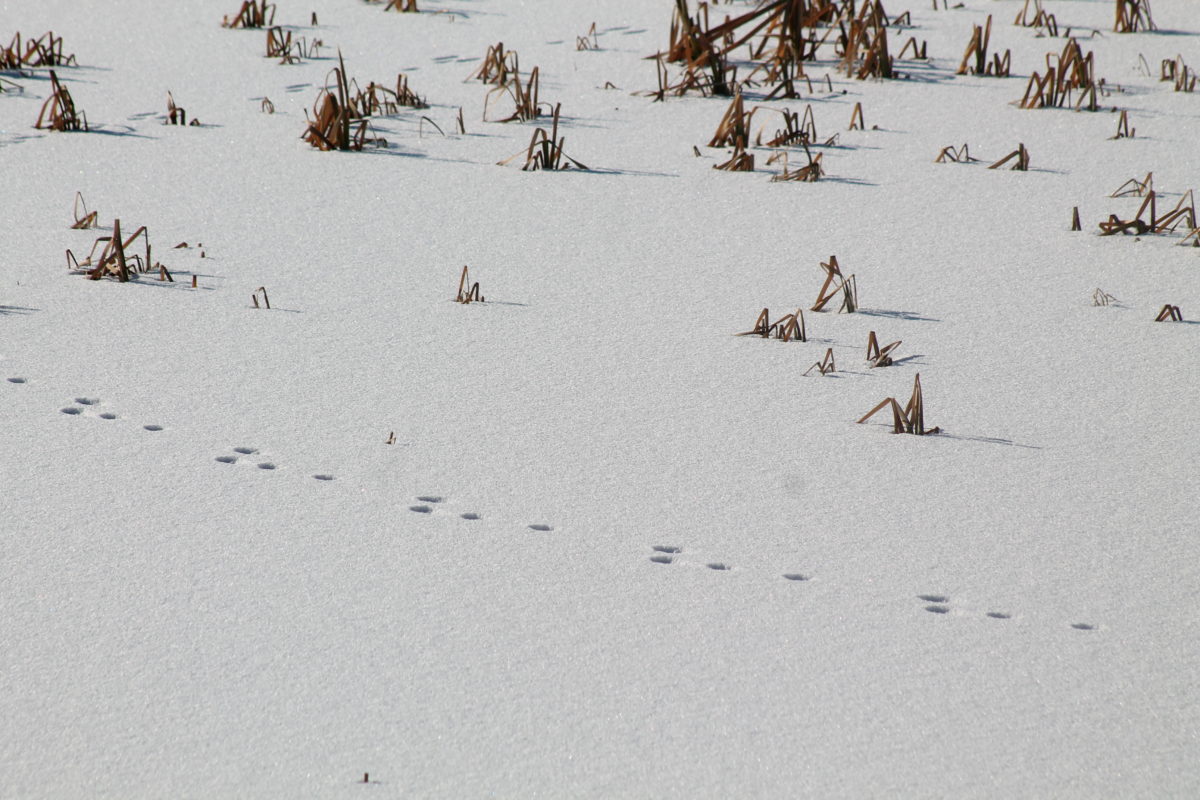 Hare tracks